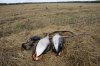 DSC08937.JPG