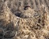 Скрадок7.JPG