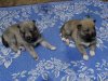 Щенки_33.jpg