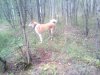 Lenovo_A1000_IMG_20160727_132626.jpg