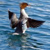 Merganser_5873.jpg