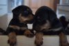 DSC_0415.JPG