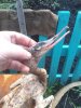 IMG_20160922_063757.jpg