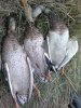 IMG-20161009-WA0002.jpg