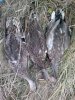 IMG-20161009-WA0003.jpg