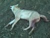 DSC00009.jpg