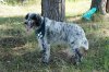 Английский сеттер Дар ugarovai.jpg