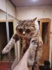 Кошка_дебил2.jpg