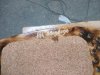 IMG_20161026_160655.jpg