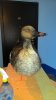 IMG-20170402-WA0048.jpeg