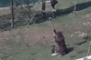 dzen.gif
