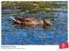 kormyaschayasya-utka-0006322389-preview.jpg