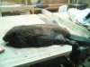 IMG0056A.jpg