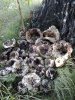 2017-07-21 18.46.21.jpg