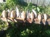 IMG-20160907-WA0001.jpg