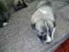 IMG-20170930-WA0000.jpg