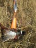 IMG-20171015-WA0047.jpg