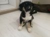 IMG-20171027-WA0010.jpg
