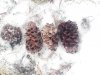 IMG_20171107_115234.jpg