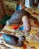 IMG_20180129_114515.jpg