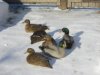 2018-02-bf3148ae06301564445f9a7a5e4b2221__rsf-210-158.jpg