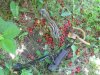 SDC13172.JPG