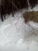 корм у следов.jpg