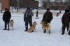 выставка собак  г.Колпашево 3.03.18г 033.JPG