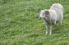 depositphotos_38306729-stock-photo-big-white-ram-sheep.jpg