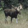 Dubo