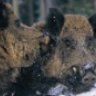 sus_scrofa