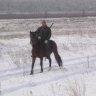 Альбертыч