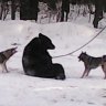 Айболит