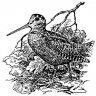 berdchanin
