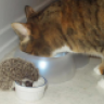 котопес