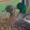 Duck~Mania
