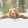 MadBear