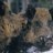 sus_scrofa