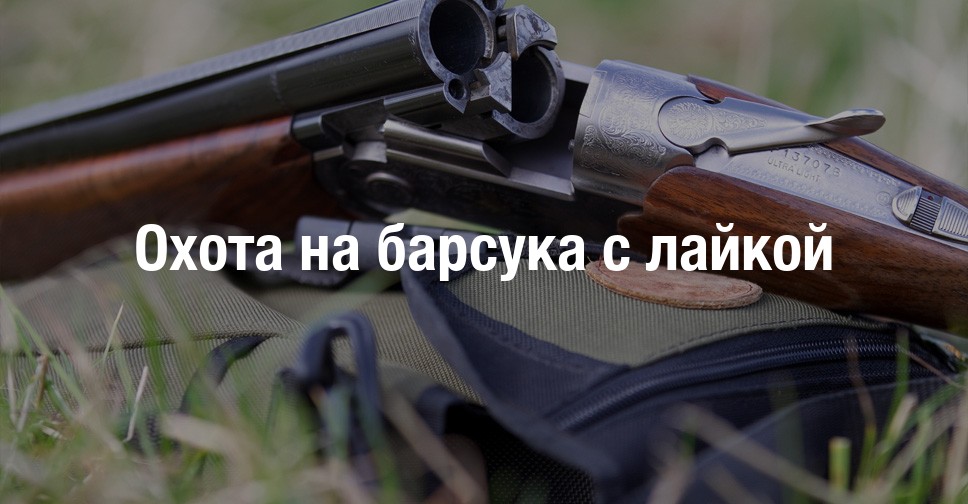 Норная охота на барсука с таксой