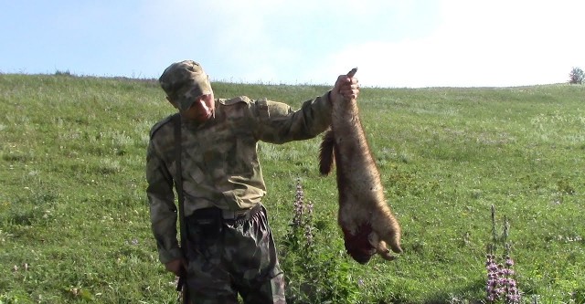 охота на сурка в нсо