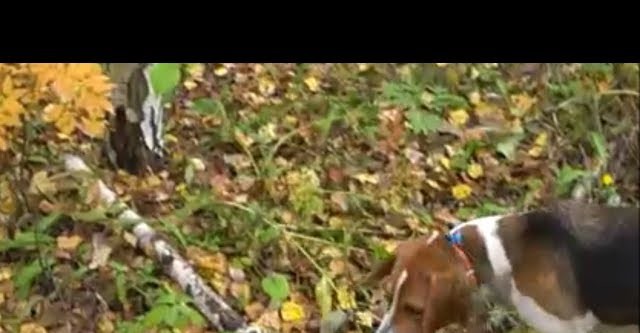 эстонская гончая видео охота на лося