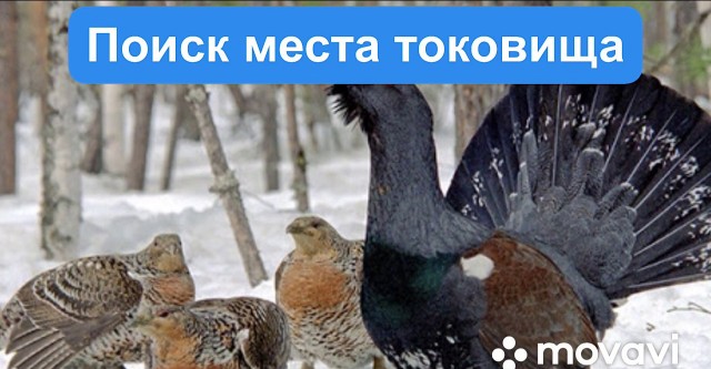 Карта глухариных токов