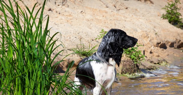 Лечение и профилактика пироплазмоза у охотничьих собак / Сибирский охотник