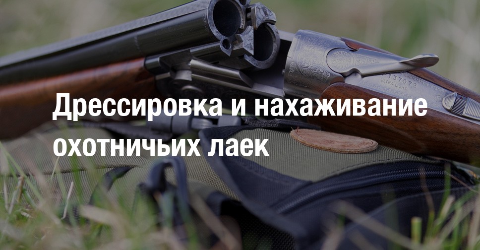 Как дрессировать лайку