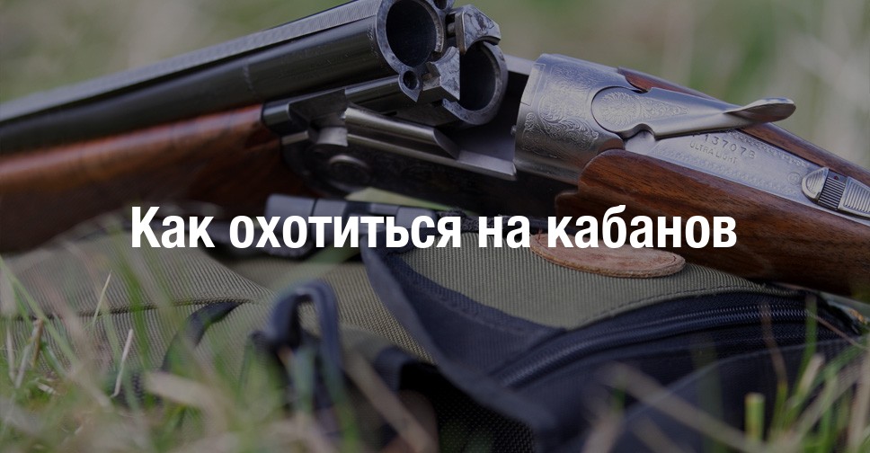Охота на кабана ночью среда обитания и способы охоты
