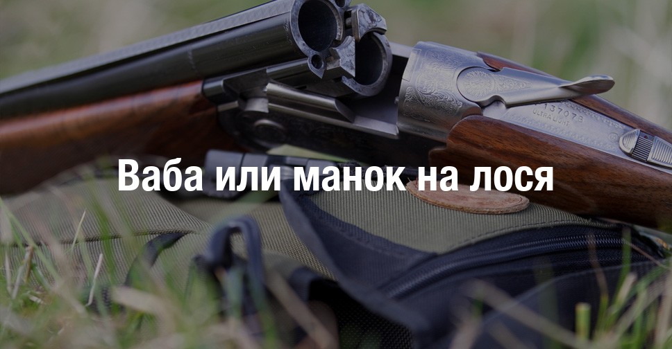 Охота на лося на гону: описание, особенности, необходимое снаряжение, советы